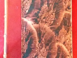 Anatole France: Den røde Lilje