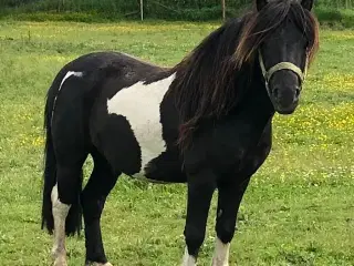 Shetlænder / islænder blanding