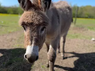 Æselføl hingst