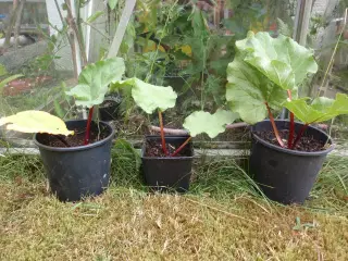 Victoria Rabarberplante, 1 år gl.