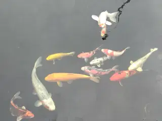 Japanske koi'er 