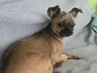 Shipoo hunhund