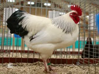 Dværg Sussex hvid sort columbia