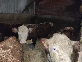 Hereford tyre sælges 