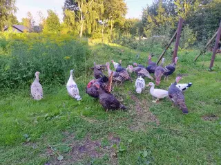 Kalkun sælges 
