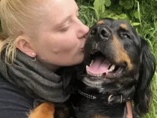 søger en Engelsk Cocker/Springer blandings hvalp 