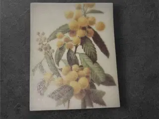 Elegante papirark med botanisk design og gule frug