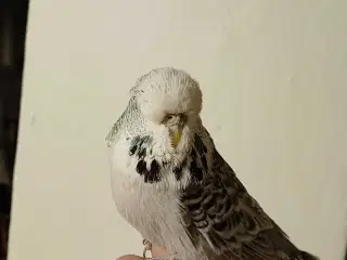 Engelske undulater hun