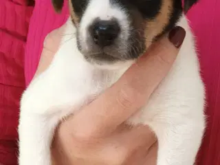 Dansk svensk Gårdhunde Hvalpe