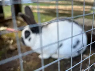 Kaniner sælges gerne med de store bure, så de triv