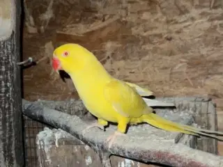 Alexanderparakit hun 