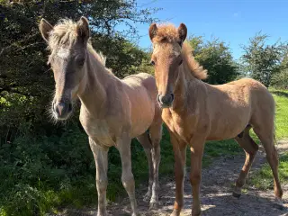 Islænder føl og plage sælges