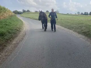 1 årig Jyskhest hingst sælges