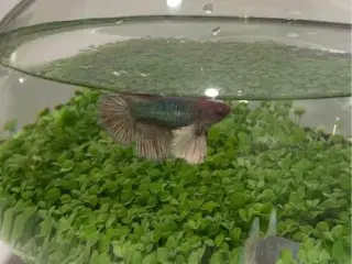 Fisk (hun kampfisk)
