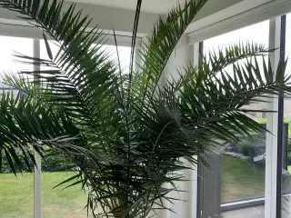 Kæmpe stor loftshøj palme