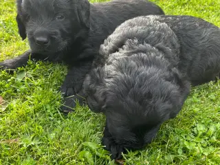 Labradoodles hvalpe