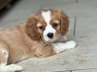 Cavalier king charles spaniel