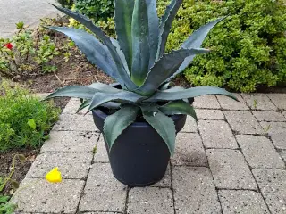 Flot Agave