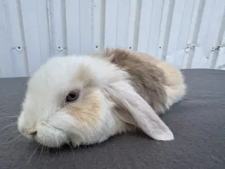 Dværgvædder hunkanin