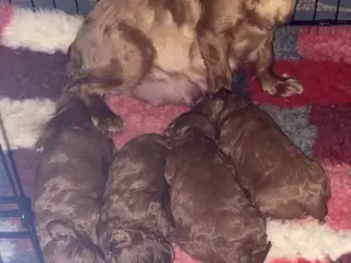 Cavapoo babyer