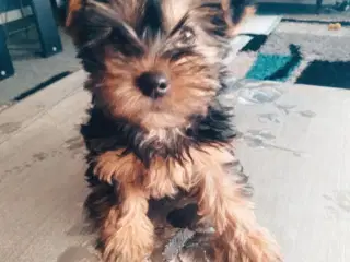 Yorkshire terrier en sød Hun og hund 14 uger.