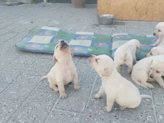 Gule Labrador hvalpe.