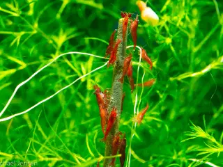 Red Cherry Shrimp, (Neocaridina davidi)