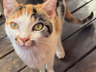 Kat