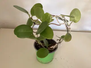  5 stk Stue planter