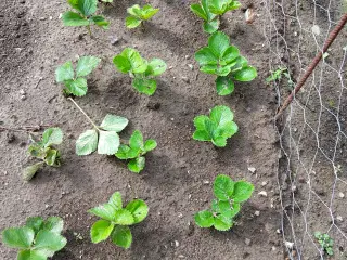 Jordbær planter malwina 
