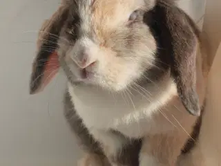 Dværgvædder/Mini lop hunkanin