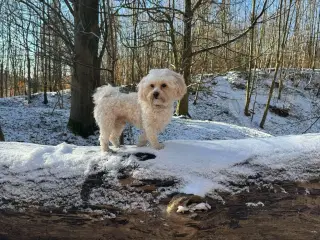 Dejligste Maltipoo tilbydes til parring🫶🏼