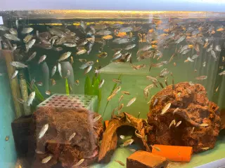 Fisk - den lille mundruger (Multicolor) kønsmodne