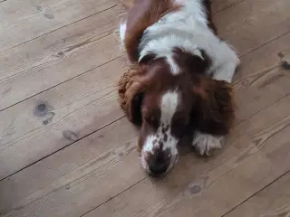 Welsh springer spaniel