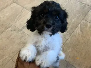 Cavapoo babyer er rejse klar nu