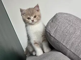 British Shorthair killing med stamtavle