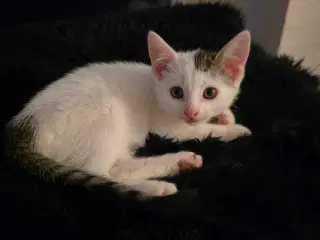 Fræk og legesyg kattekilling