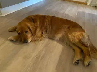 Golden Retriever hvalpe
