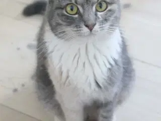 Dejlig Hun Kat