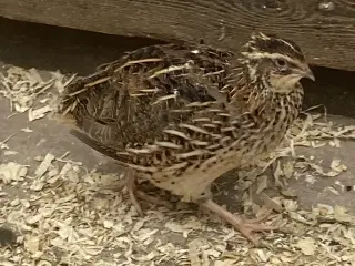 JUMBO Vagtler KUN 90kr