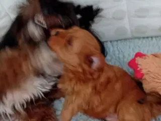 Lækre røde Bichon Havanais hvalpe