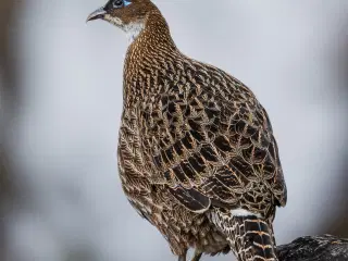 Glans fasan høne købes