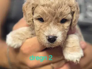 F1b Cockapoo 