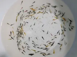 Neocaridina reje-mix