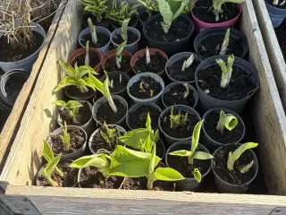 Hosta og frø. 