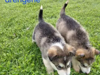 Alaskan malamute hvalpe