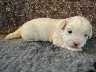 Coton De Tulear hvalpe