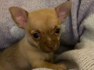 Chihuahua korthåret 