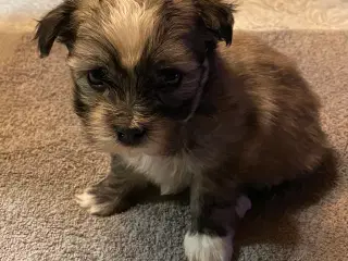 Bichon Havanaris Hvalpe..