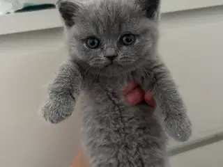 British shorthair killinger